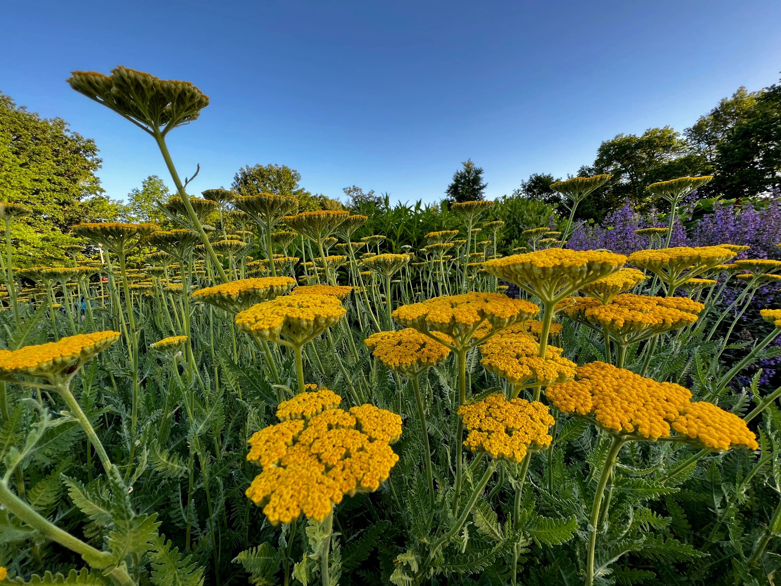 Blooming yarrow in a flower garden