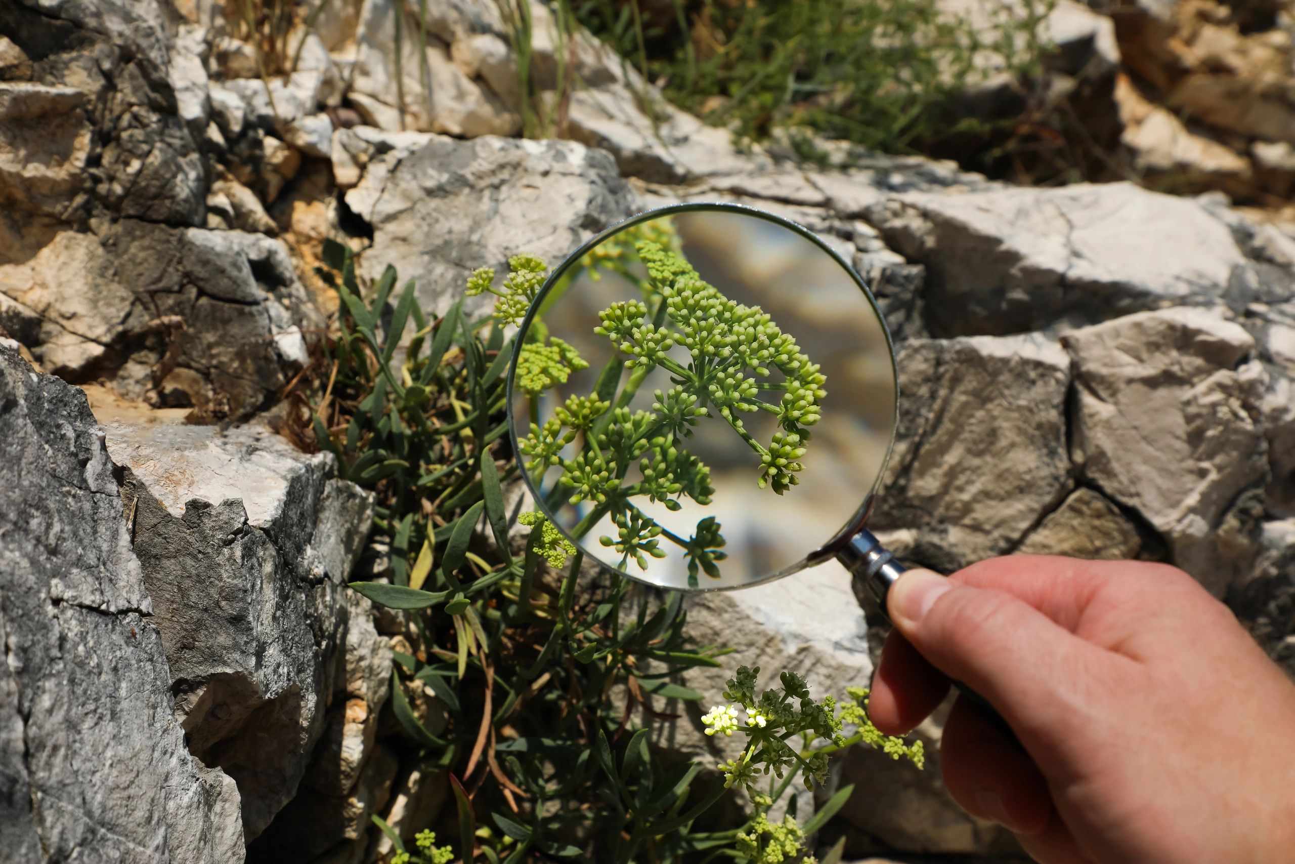 Close view of plant study representing herbal learning and observation