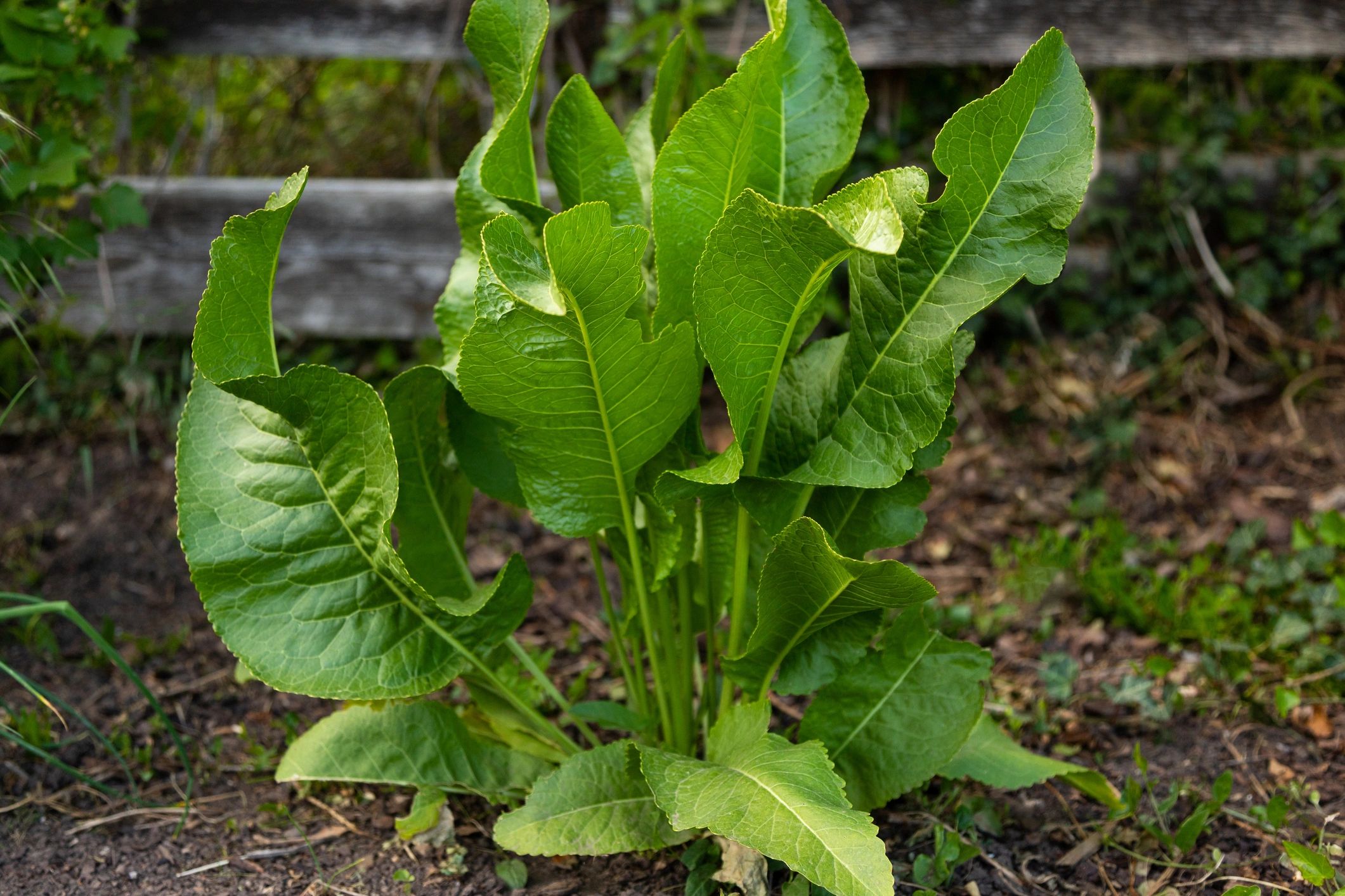 Healthy green herb plant growing in a garden